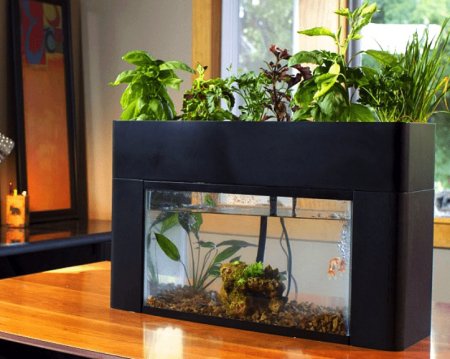 Akvaponie - nový trend v pěstování rostlin